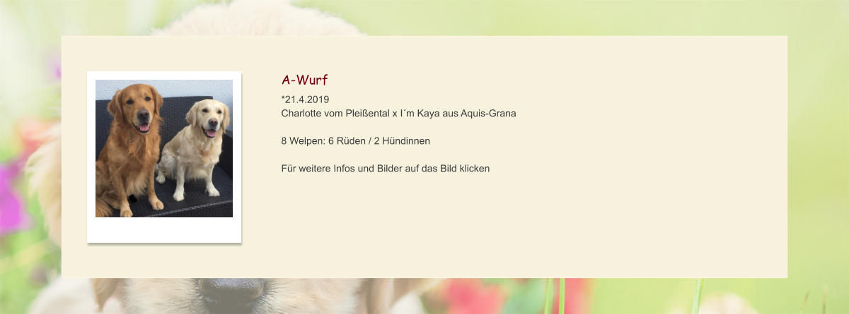 A-Wurf *21.4.2019 Charlotte vom Pleißental x I´m Kaya aus Aquis-Grana  8 Welpen: 6 Rüden / 2 Hündinnen  Für weitere Infos und Bilder auf das Bild klicken