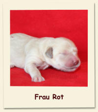 Frau Rot