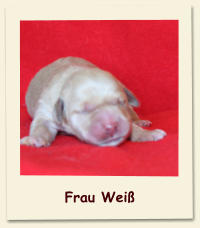 Frau Weiß