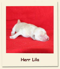 Herr Lila