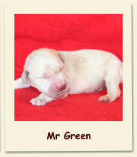 Mr Green