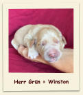 Herr Grün = Winston